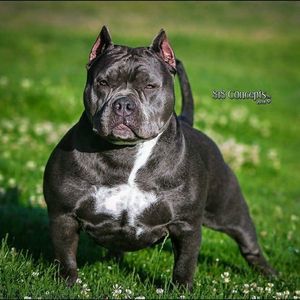 Meet your Posher, Manuel